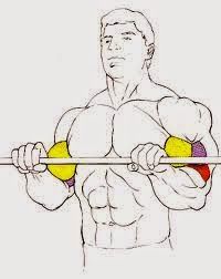 agarre de bíceps inverso