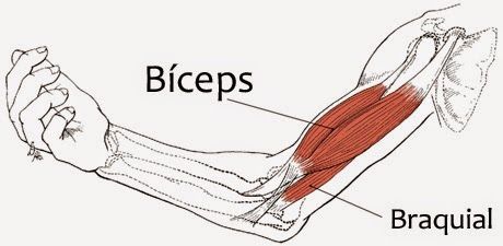 bíceps braquial
