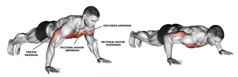 Músculos trabajados en flexiones