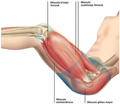 músculos de las piernas