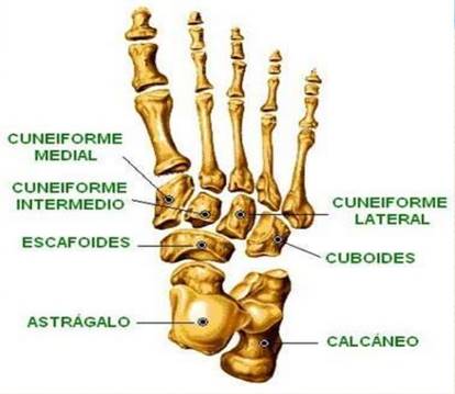 huesos y articulaciones del pie